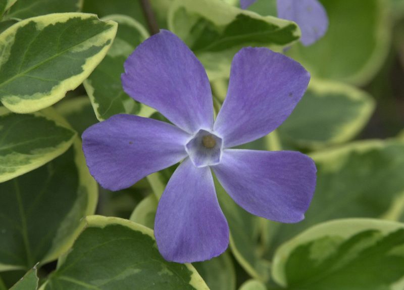 Vinca major 'Variegata' - Buntblättr.Immergrün