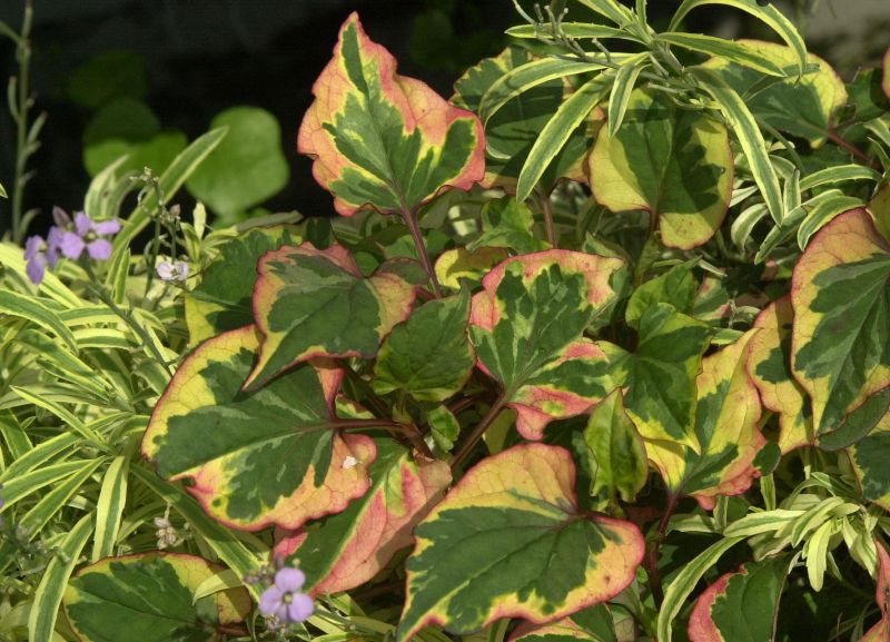 Houttuynia cordata 'Chameleon' - Buntblättriger Garten-Eidechsenschwanz