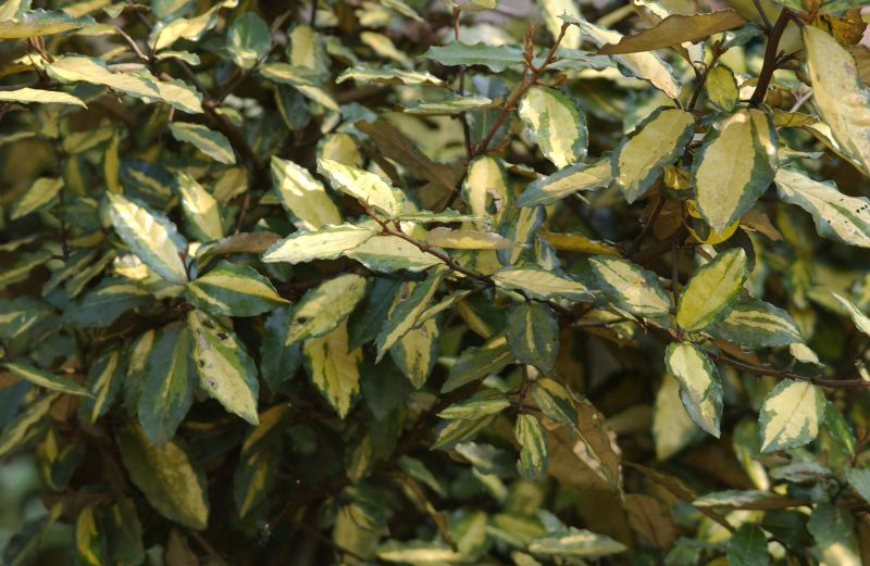 Elaeagnus pungens 'Maculata' - Buntlaubige Ölweide