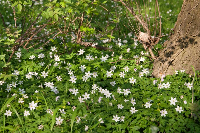 Anemone nemorosa - Busch-Windröschen