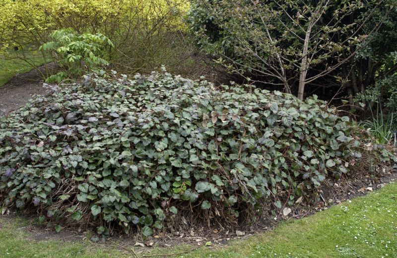 Rubus tricolor - Chinesische Brombeere