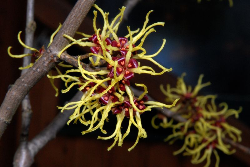 Hamamelis mollis - Chinesische Zaubernuss