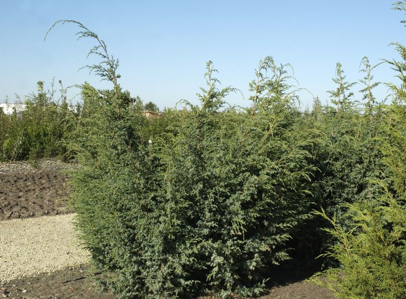 Juniperus chin.'Blue Alps' - ChinesischerWacholder 'Blue Alps'
