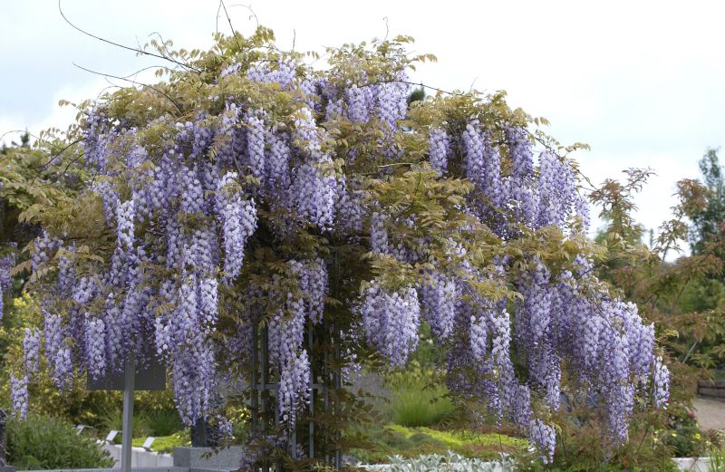 Wisteria sinensis - Chinesischer Blauregen