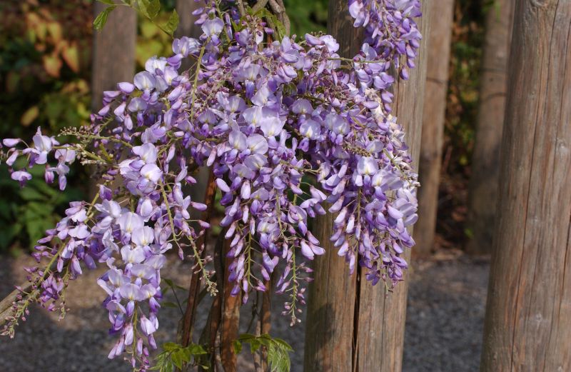 Wisteria sinensis 'Prolific' - Chinesischer Blauregen 'Prolific'