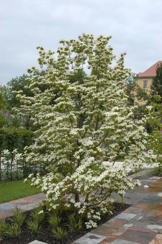 Cornus kousa chinensis - Chinesischer Blumen-Hartriegel
