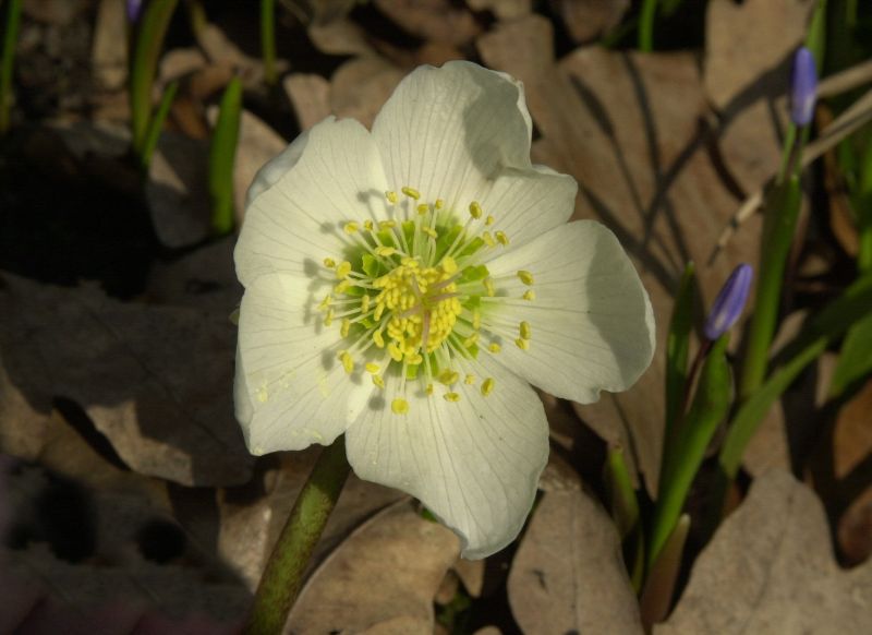 Helleborus niger - Christrose