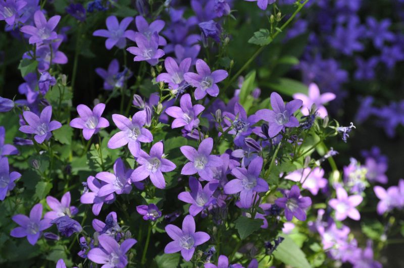 Campanula portenschlagiana - Dalmatiner Polster-Glockenblume