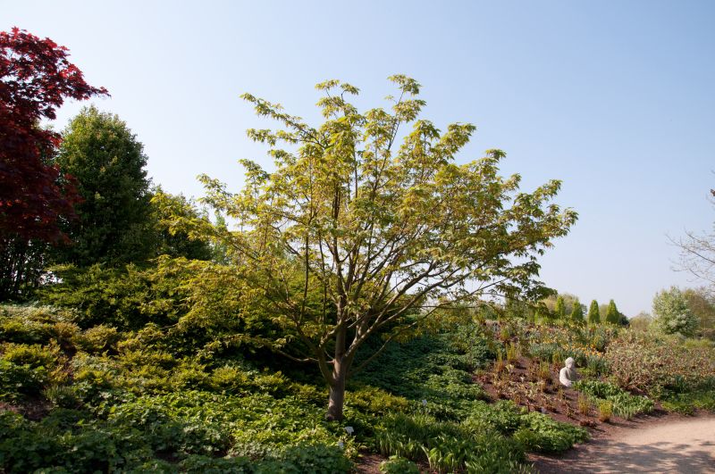 Acer davidii - Davidsahorn