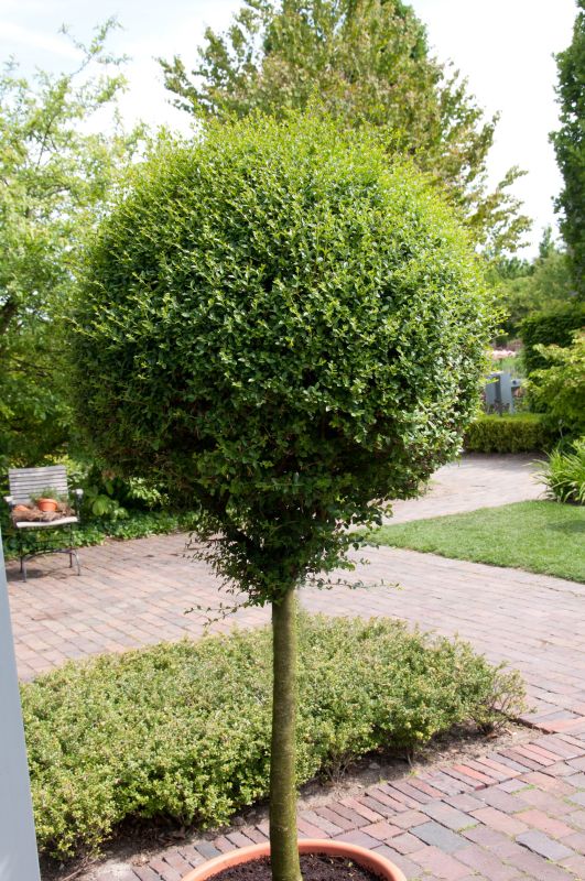 Ligustrum delavayanum - Delavays Liguster