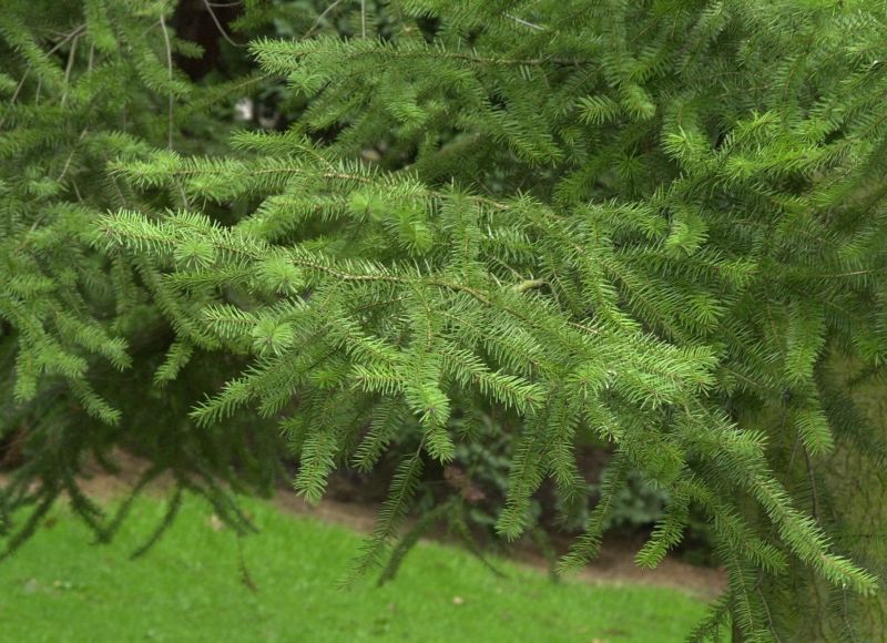 Pseudotsuga menziesii caesia - Douglasfichte,Graue Douglasfichte