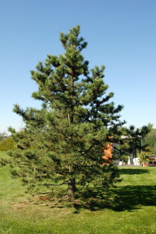 Pinus contorta - Drehkiefer
