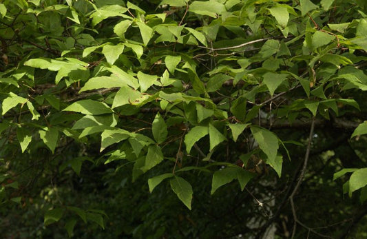 Acer triflorum - Dreiblütiger Ahorn