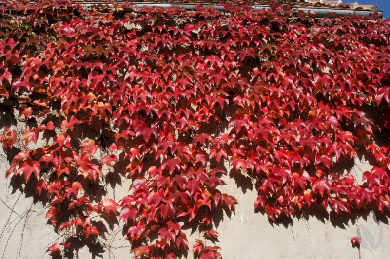 Parthenocissus tricuspidata 'Veitchii' - Dreilappige Jungfernrebe 'Veitchii' / Wilder Wein