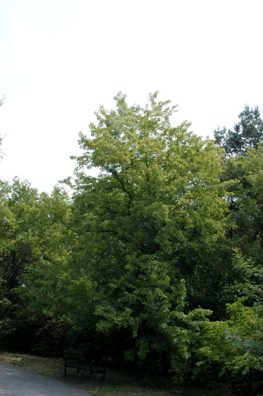 Acer buergerianum - Dreizahnahorn