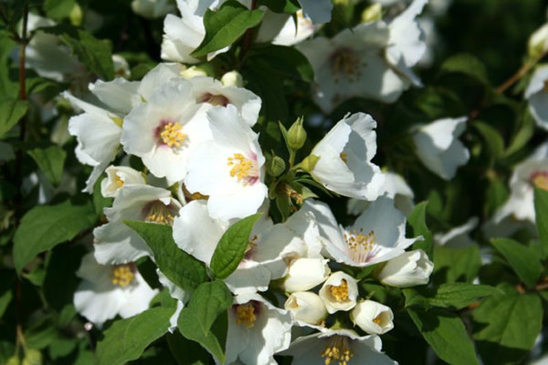 Philadelphus coronarius - Duftend. Bauernjasmin