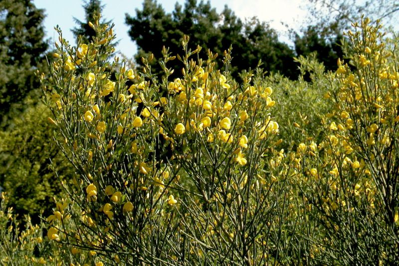 Cytisus beanii - Duftender Kriechginster