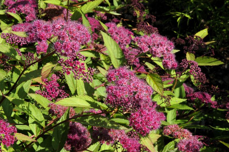 Spiraea japonica 'Zigeunerblut' - Dunkelrote Sommerspiere