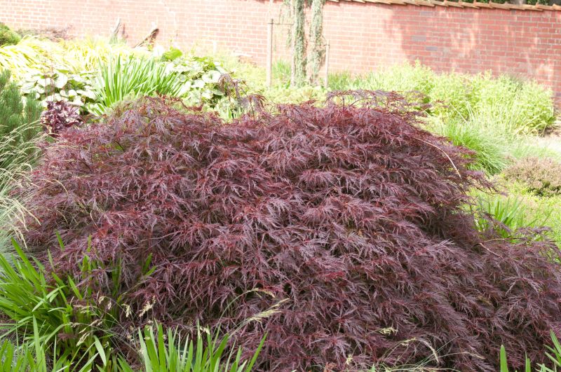 Acer palmatum 'Dissectum Garnet' - Dunkelroter Schlitzahorn 'Garnet'