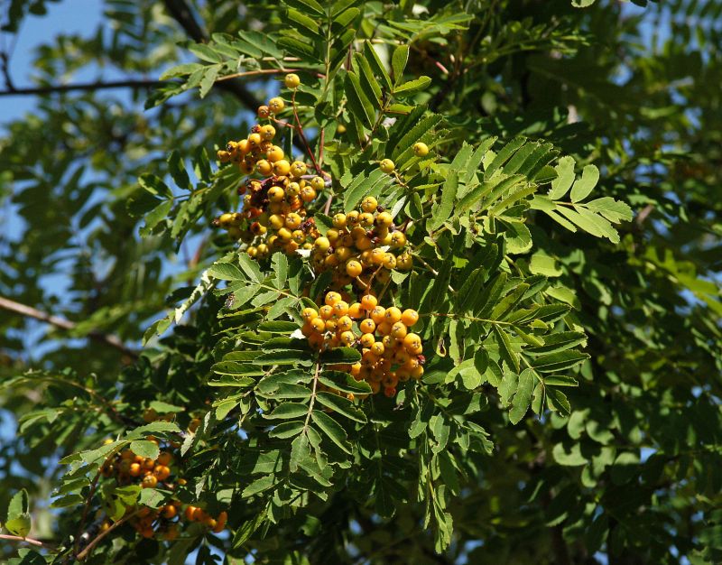 Sorbus arnoldiana 'Golden Wonder' - Eberesche 'Golden Wonder'