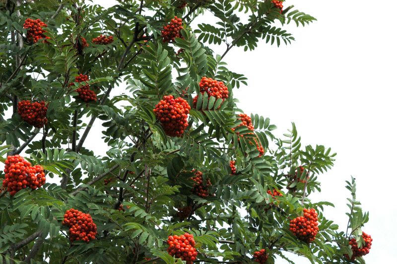 Sorbus aucuparia 'Sheerwater Seedling' - Eberesche 'Sheerwater Seedling'