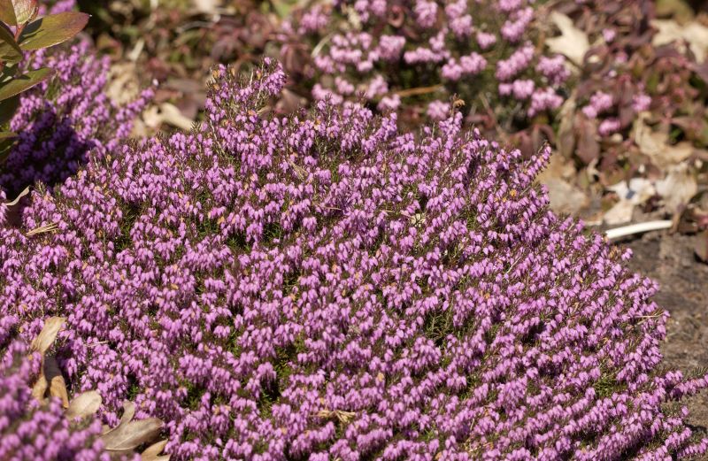 Erica carnea 'Lohses Rubin' - Echte Heide 'Lohses Rubin'
