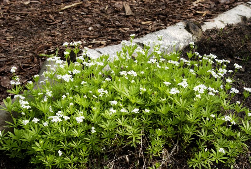 Galium odoratum - Echter Waldmeister