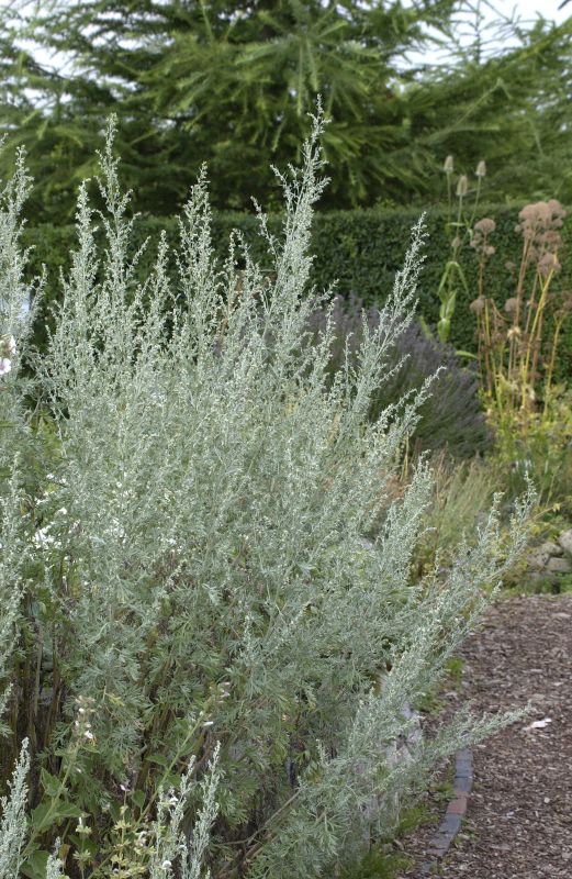 Artemisia absinthium - Echter Wermut