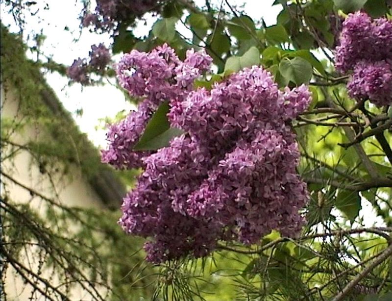 Syringa vulg.'Mrs.Edward Harding' - Edelflieder 'Mrs.Edward Harding'