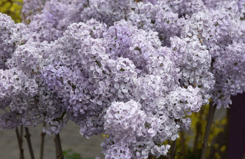 Syringa vulgaris 'Ruhm von Horstenstein' - Edelflieder 'Ruhm von Horstenstein'