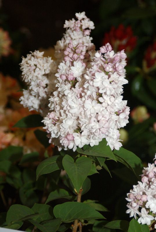 Syringa vulg.'Schöne von Moskau' ® - Edelflieder 'Schöne von Moskau' ®