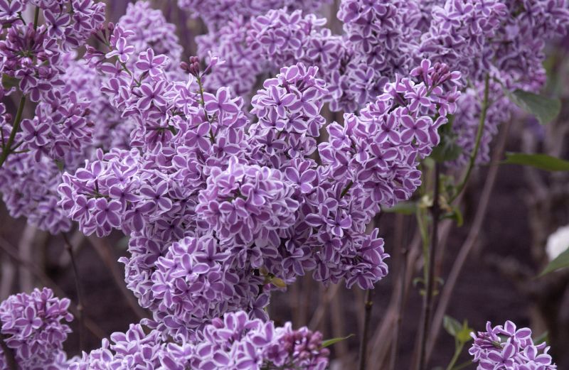Syringa vulg.'Sensation' - Edelflieder 'Sensation'