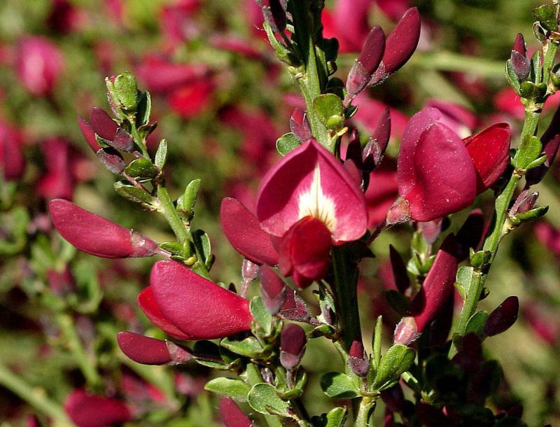 Cytisus scoparius 'Boskoop Ruby' - Edelginster 'Boskoop Ruby'