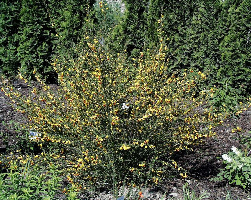 Cytisus scoparius 'Firefly' - Edelginster 'Firefly'