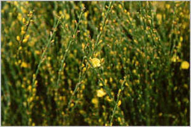 Cytisus scoparius 'Strictus' - Edelginster 'Strictus'