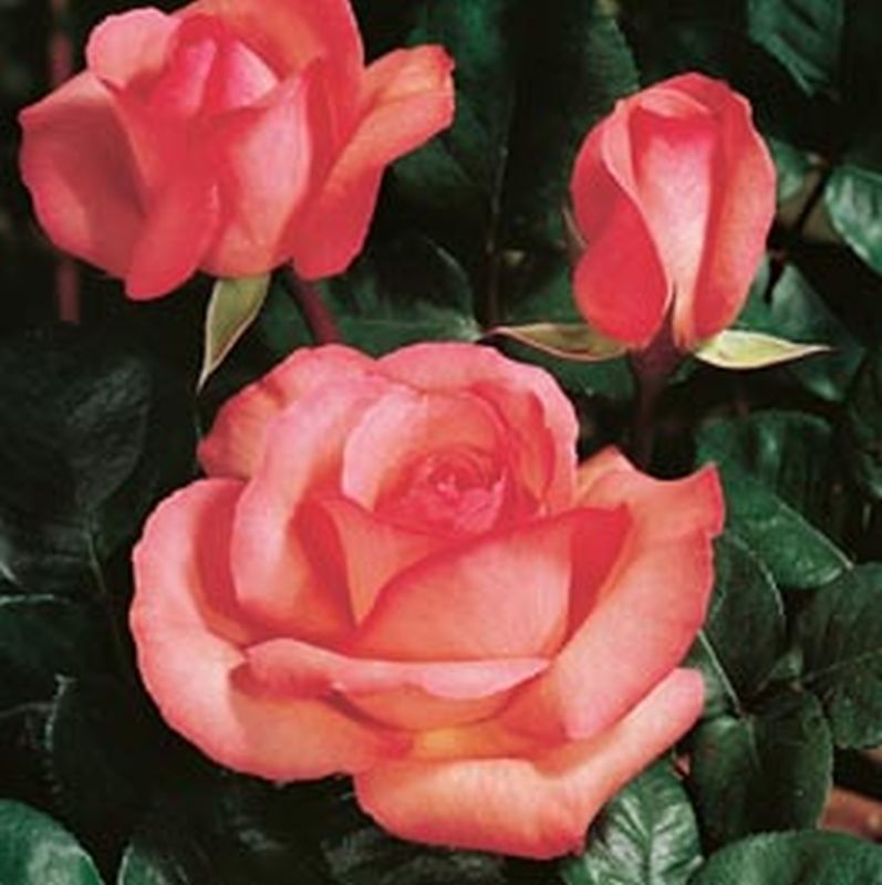 Rosa 'Aachener Dom' ® TH - Edelrose 'Aachener Dom' ®