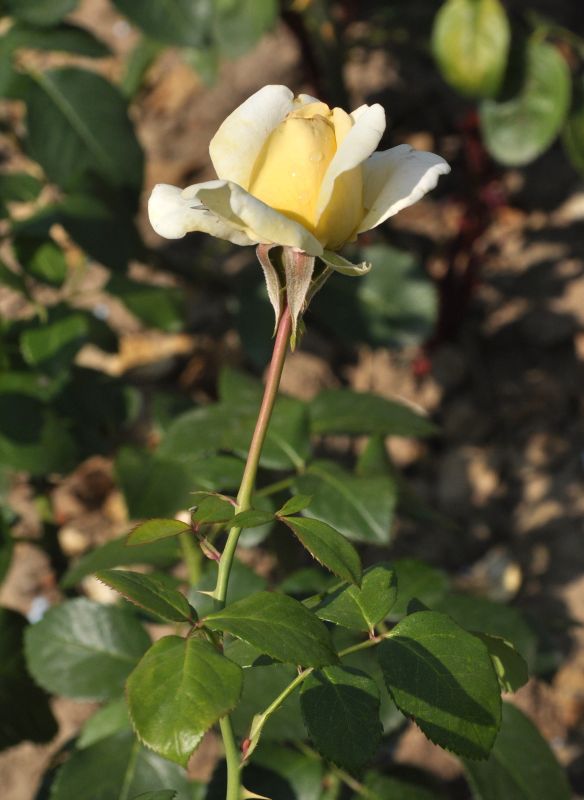 Rosa 'Ambiente' ® TH - Edelrose 'Ambiente' ®