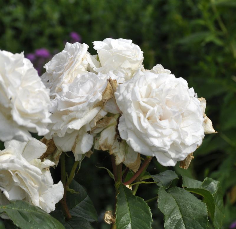 Rosa 'Annapurna' ® TH - Edelrose 'Annapurna' ®