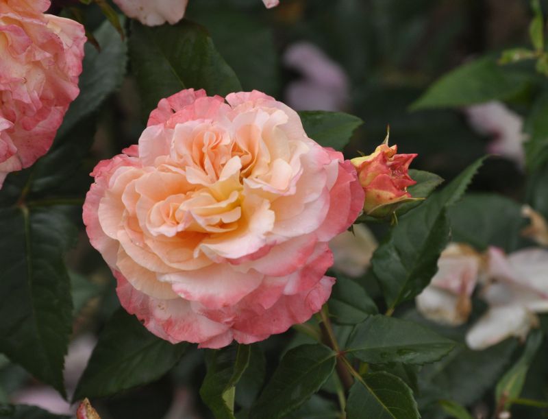 Rosa 'Augusta Luise' ® TH - Edelrose 'Augusta Luise' ®