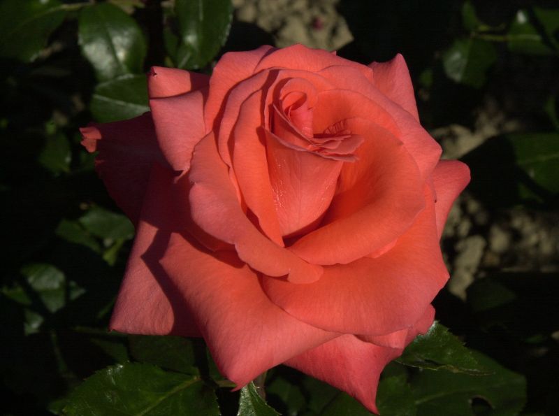 Rosa 'Ave Maria' ® TH - Edelrose 'Ave Maria' ®