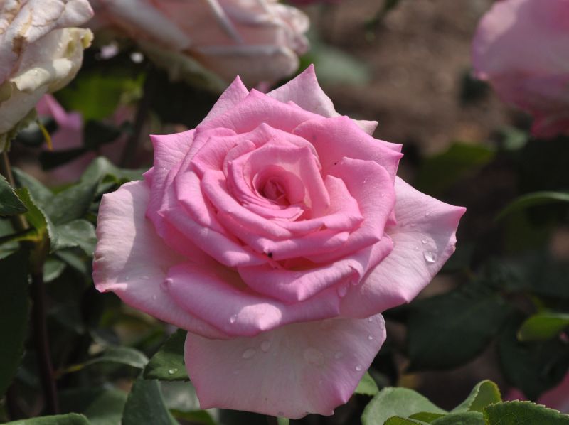 Rosa 'Beverly' ® TH - Edelrose 'Beverly' ®