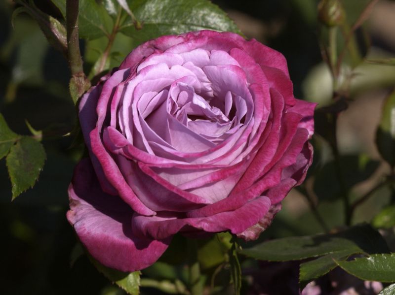 Rosa 'Blue River' ® TH - Edelrose 'Blue River' ®