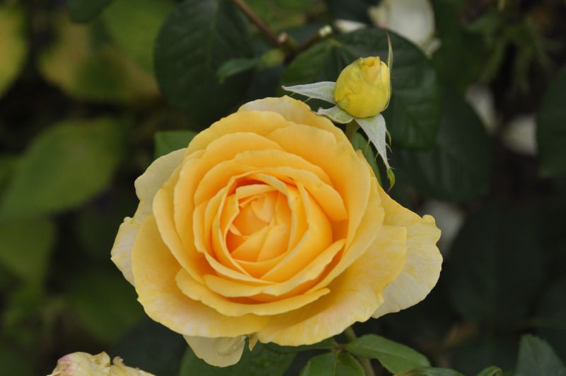 Rosa 'Candlelight' ® TH - Edelrose 'Candlelight' ®