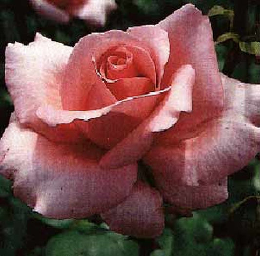 Rosa 'Carina' ® TH - Edelrose 'Carina' ®