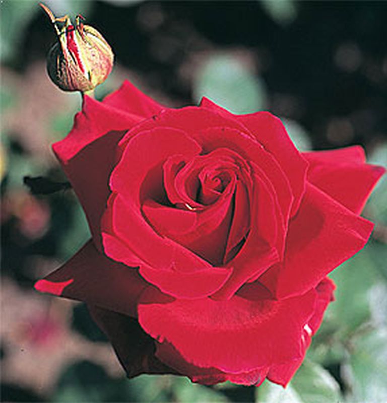 Rosa 'Duftzauber' ® TH - Edelrose 'Duftzauber' ®