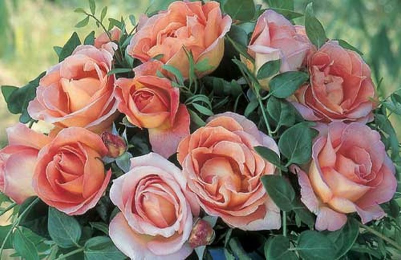 Rosa 'Elle' ® TH - Edelrose 'Elle' ®