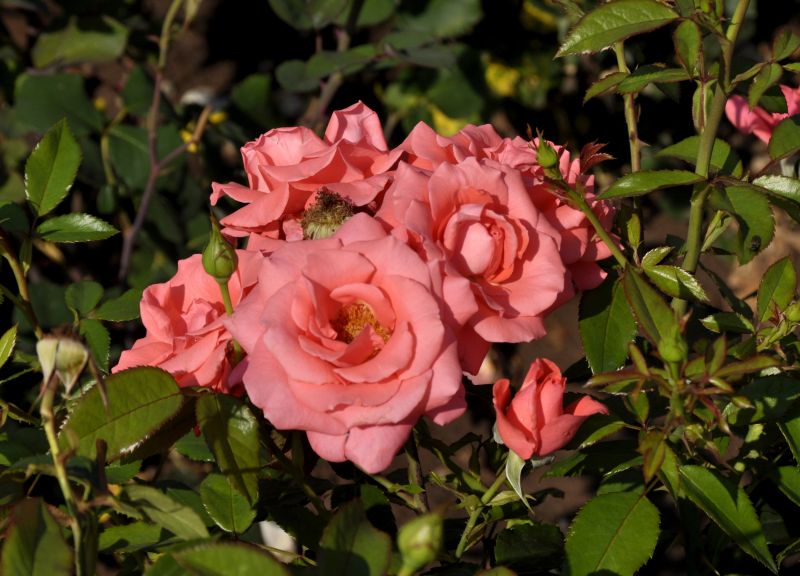 Rosa 'Focus' ® TH - Edelrose 'Focus' ®