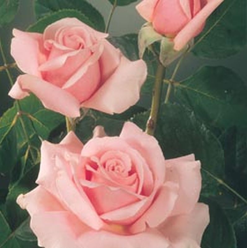 Rosa 'Frederic Mistral' ® TH - Edelrose 'Frederic Mistral' ®