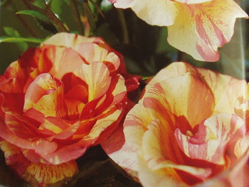 Rosa 'Fruite' ® TH - Edelrose 'Fruite' ®