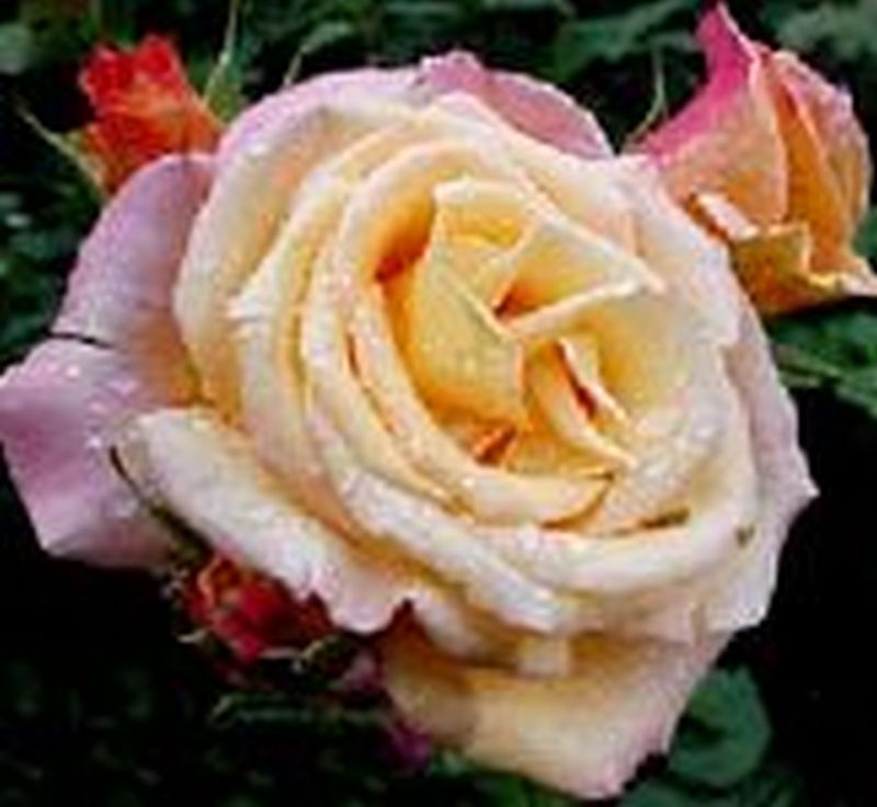 Rosa 'Gloria Dei / Peace' TH - Edelrose 'Gloria Dei / Peace'